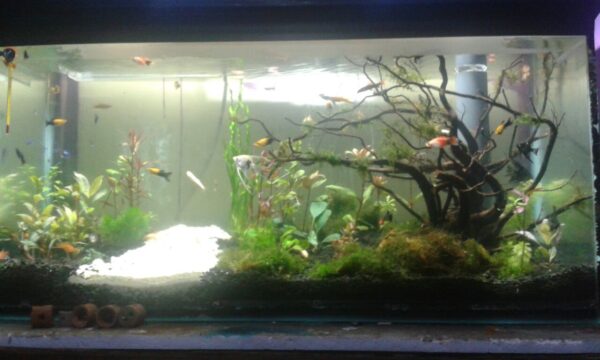 Kreatifitas Dalam Air Ala AQUATIC AQUARIUM Jember