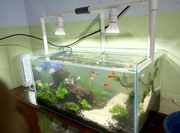 Kreatifitas Dalam Air Ala AQUATIC AQUARIUM Jember
