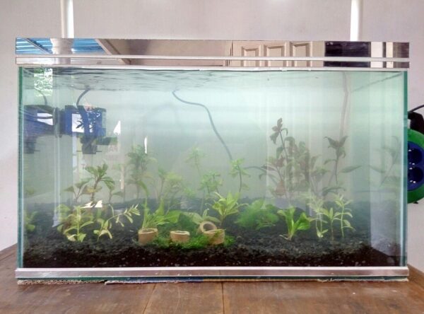 Kreatifitas Dalam Air Ala AQUATIC AQUARIUM Jember