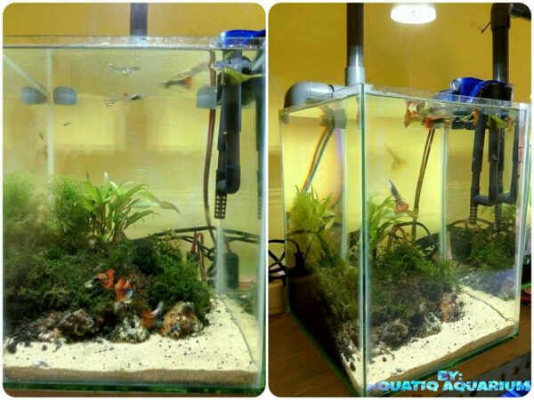 Kreatifitas Dalam Air Ala AQUATIC AQUARIUM Jember